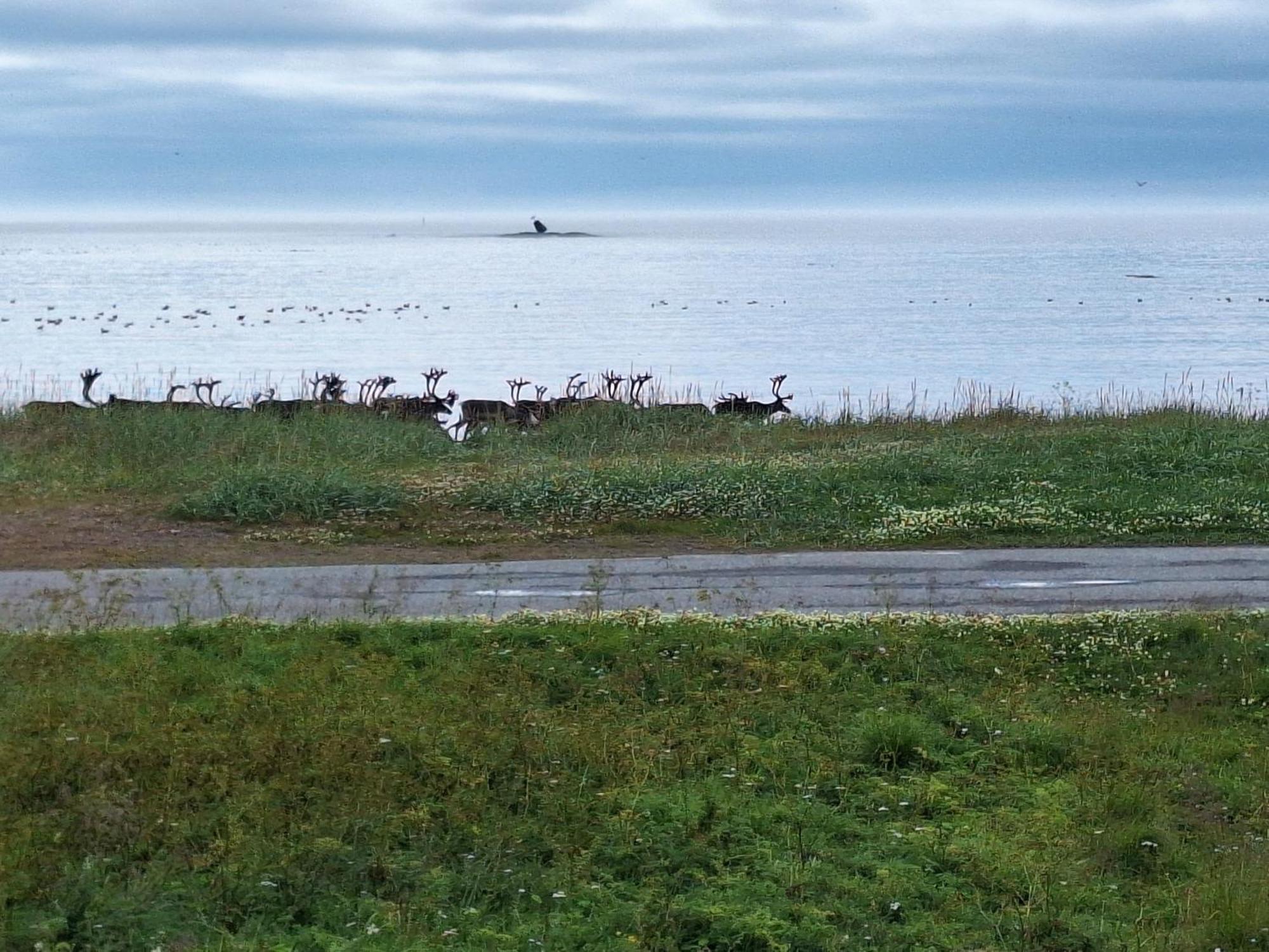 Feriehus Ved Barentshavet - Holiday Home By The Barents Sea Ytre Kiberg Экстерьер фото